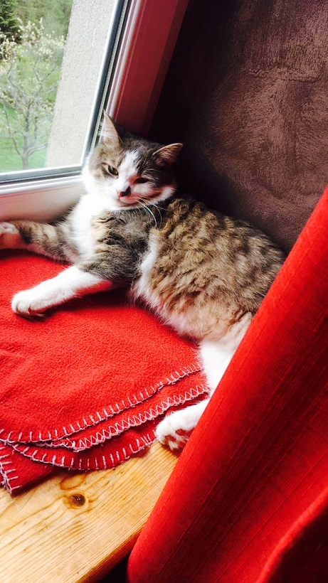 2018 05 22 alerte chat perdu a molsheim