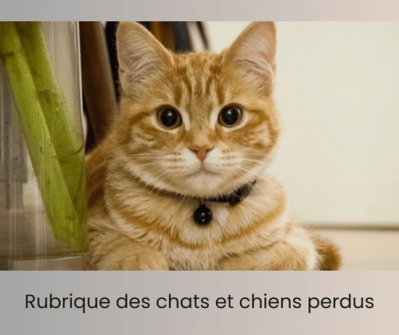 Mag rubrique chats et chiens perdus